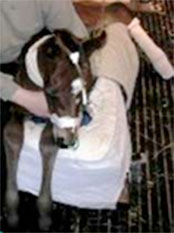 foaling_difficulties