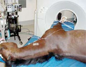 ct scan