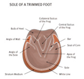 generalcare_footcare